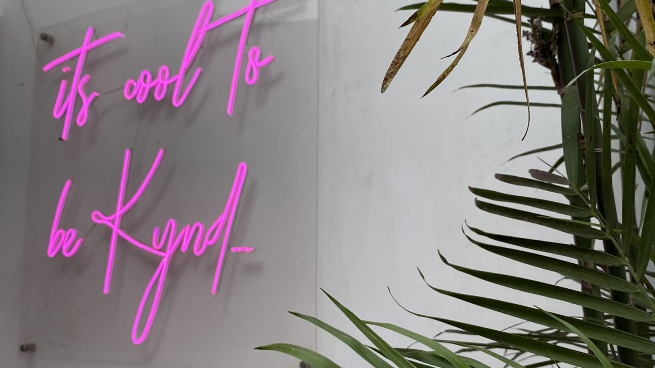 Обои лист, стебель растения, пальмовые рощи, прут, биология в разрешении 1280x720