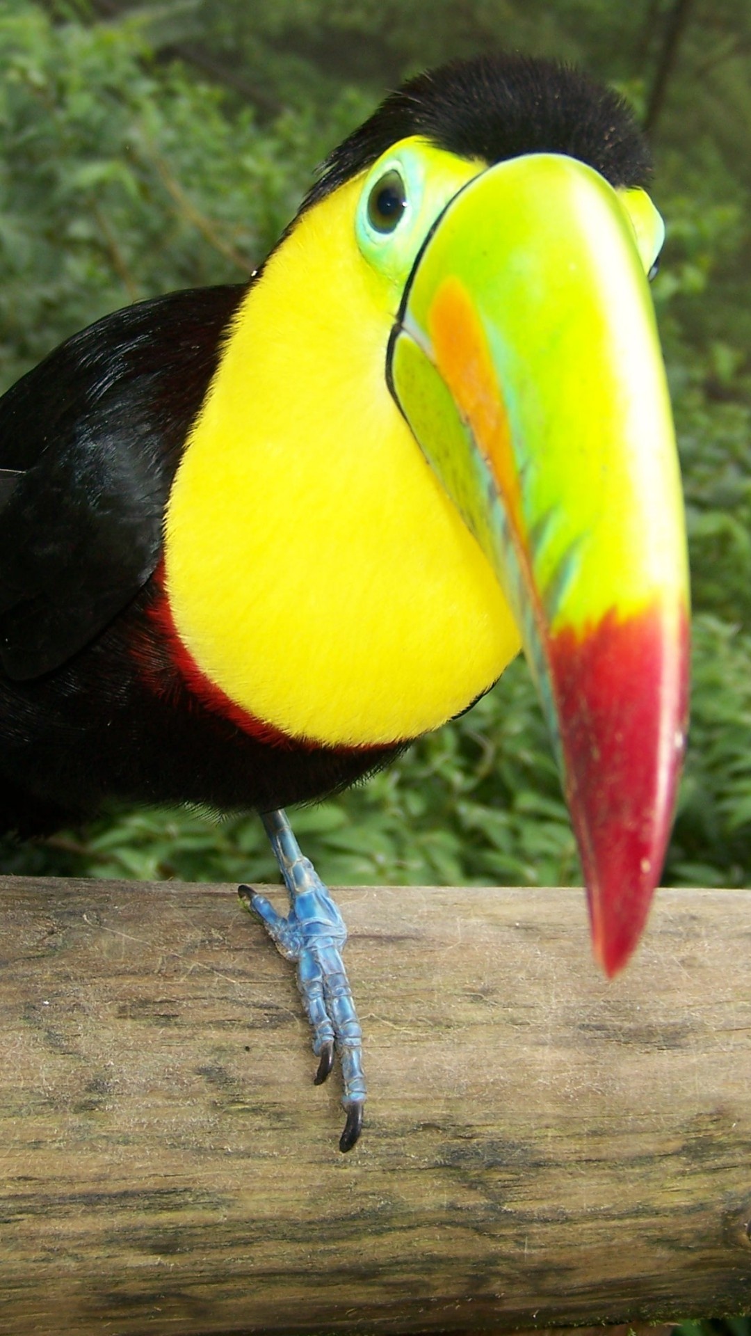 Обои токо тукан, Киль-счета Тукан, тукан, птица, клюв в разрешении 1080x1920