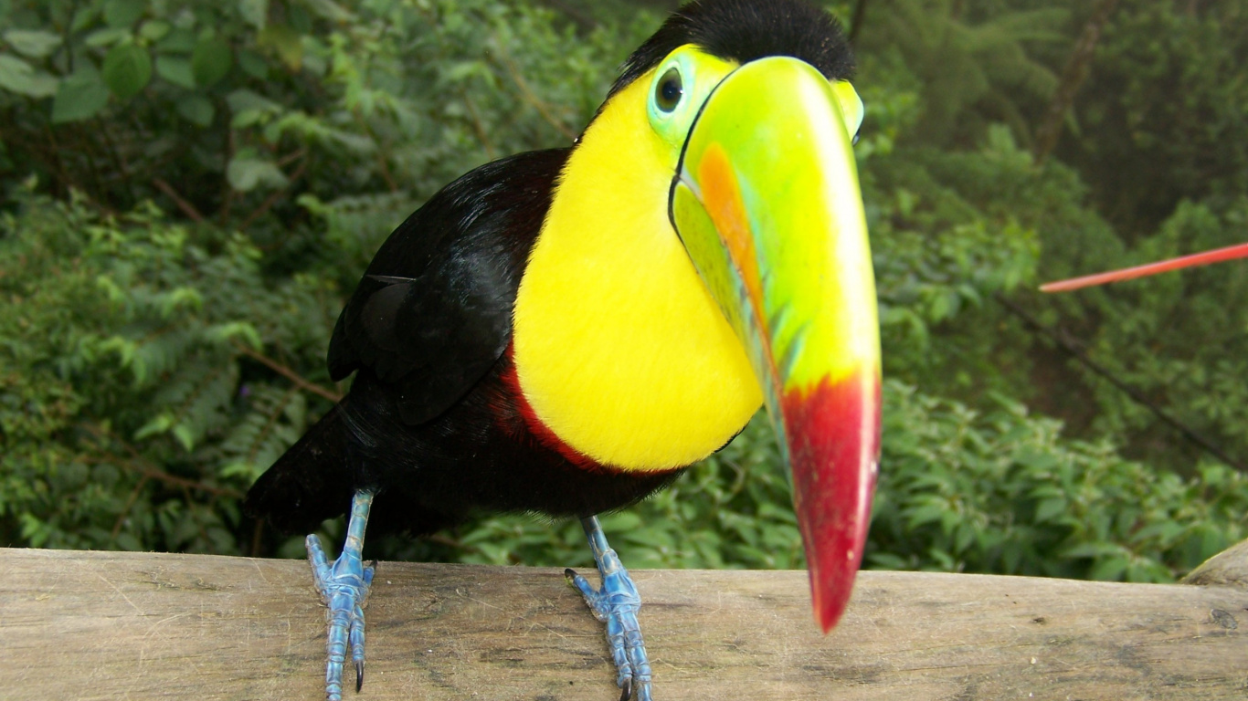 Обои токо тукан, Киль-счета Тукан, тукан, птица, клюв в разрешении 1366x768