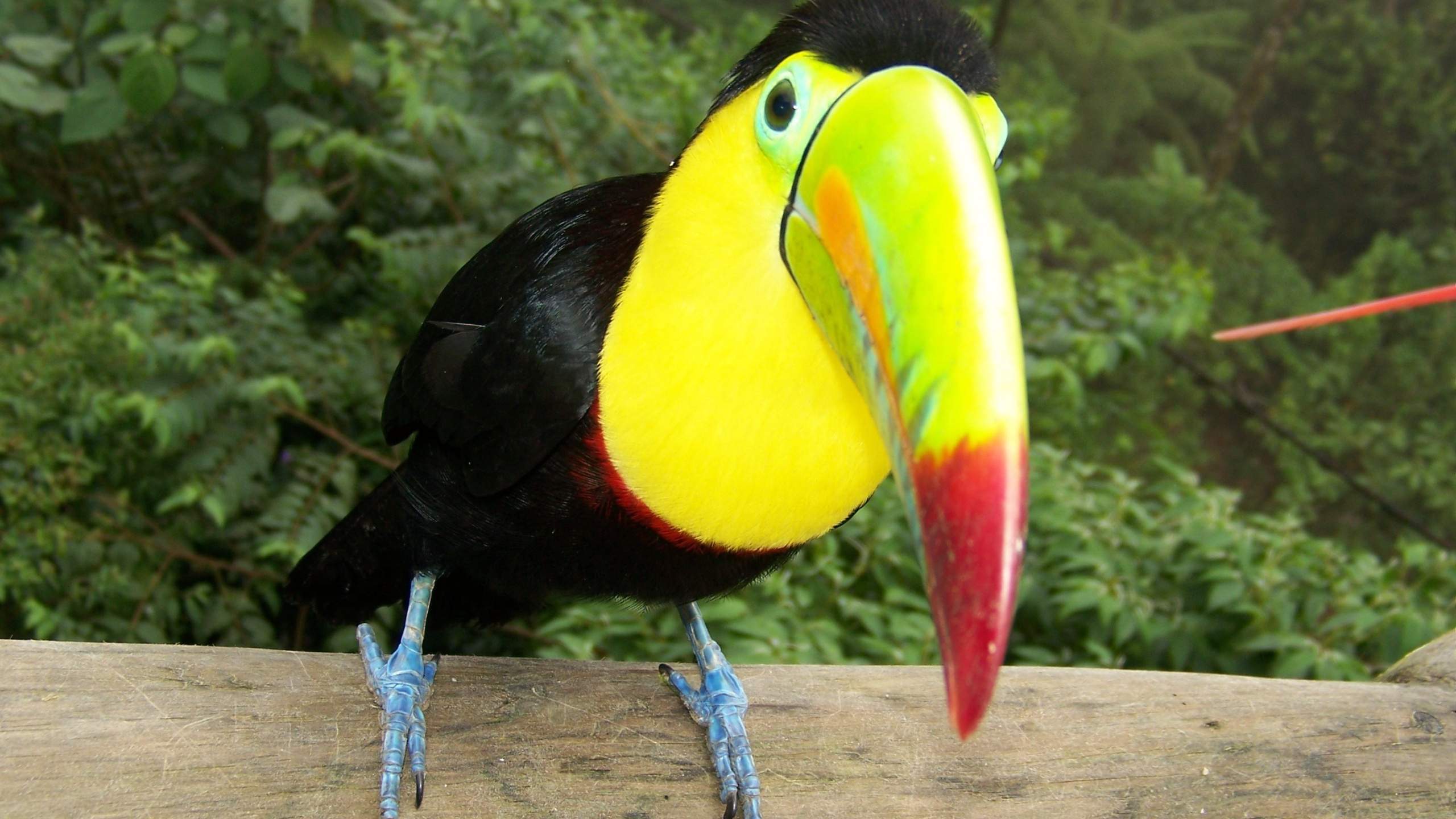 Обои токо тукан, Киль-счета Тукан, тукан, птица, клюв в разрешении 2560x1440