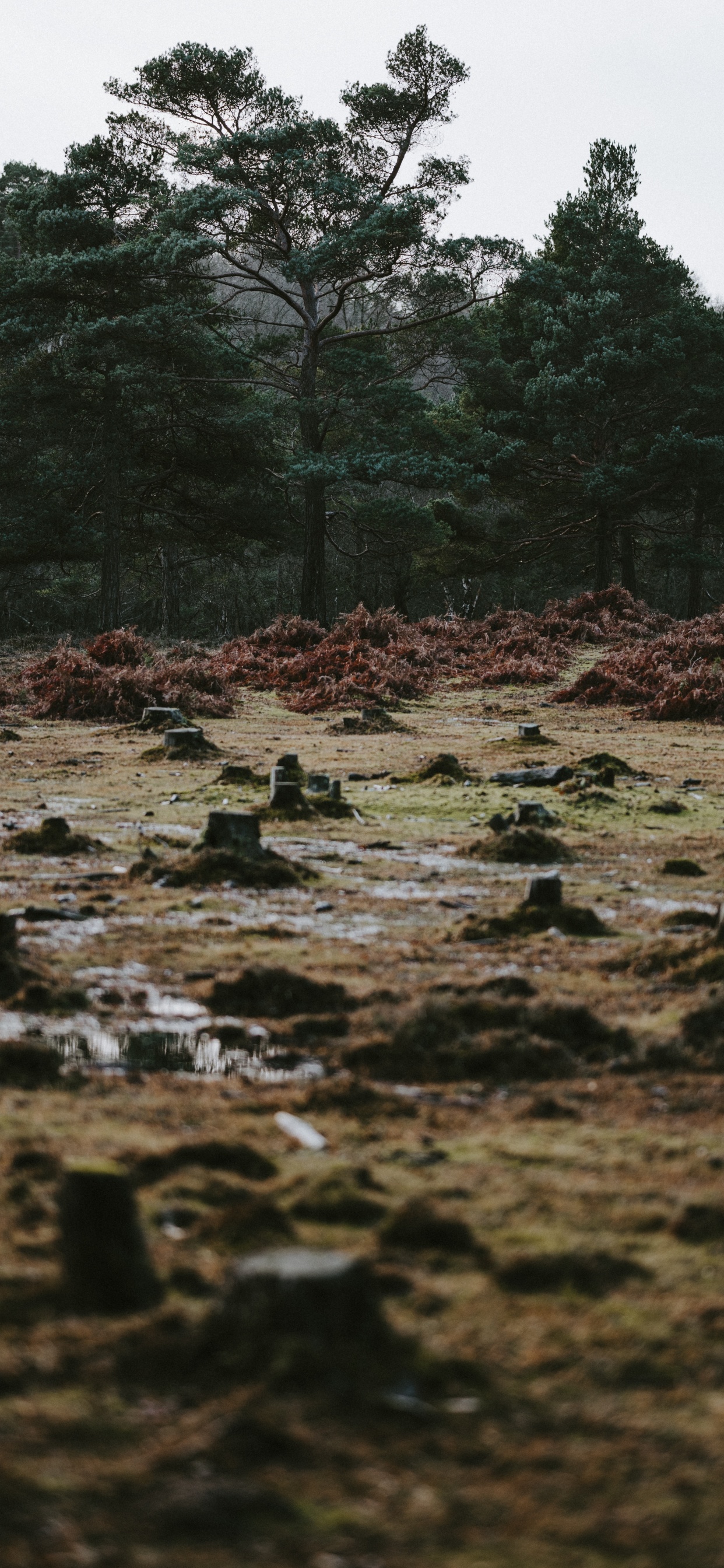 Обои дерево, природа, вода, растительность, природный ландшафт в разрешении 1242x2688
