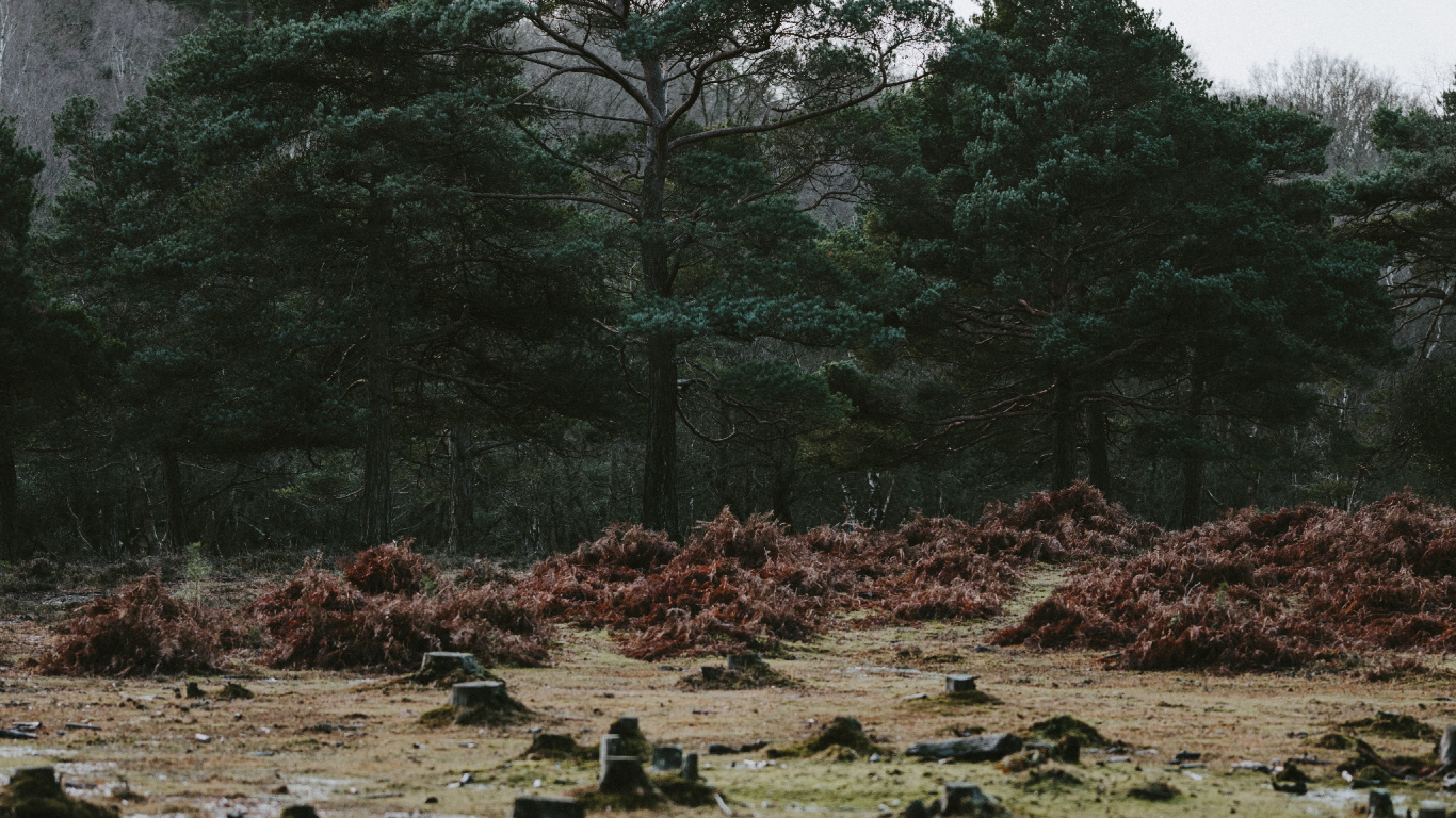 Обои дерево, природа, вода, растительность, природный ландшафт в разрешении 1366x768