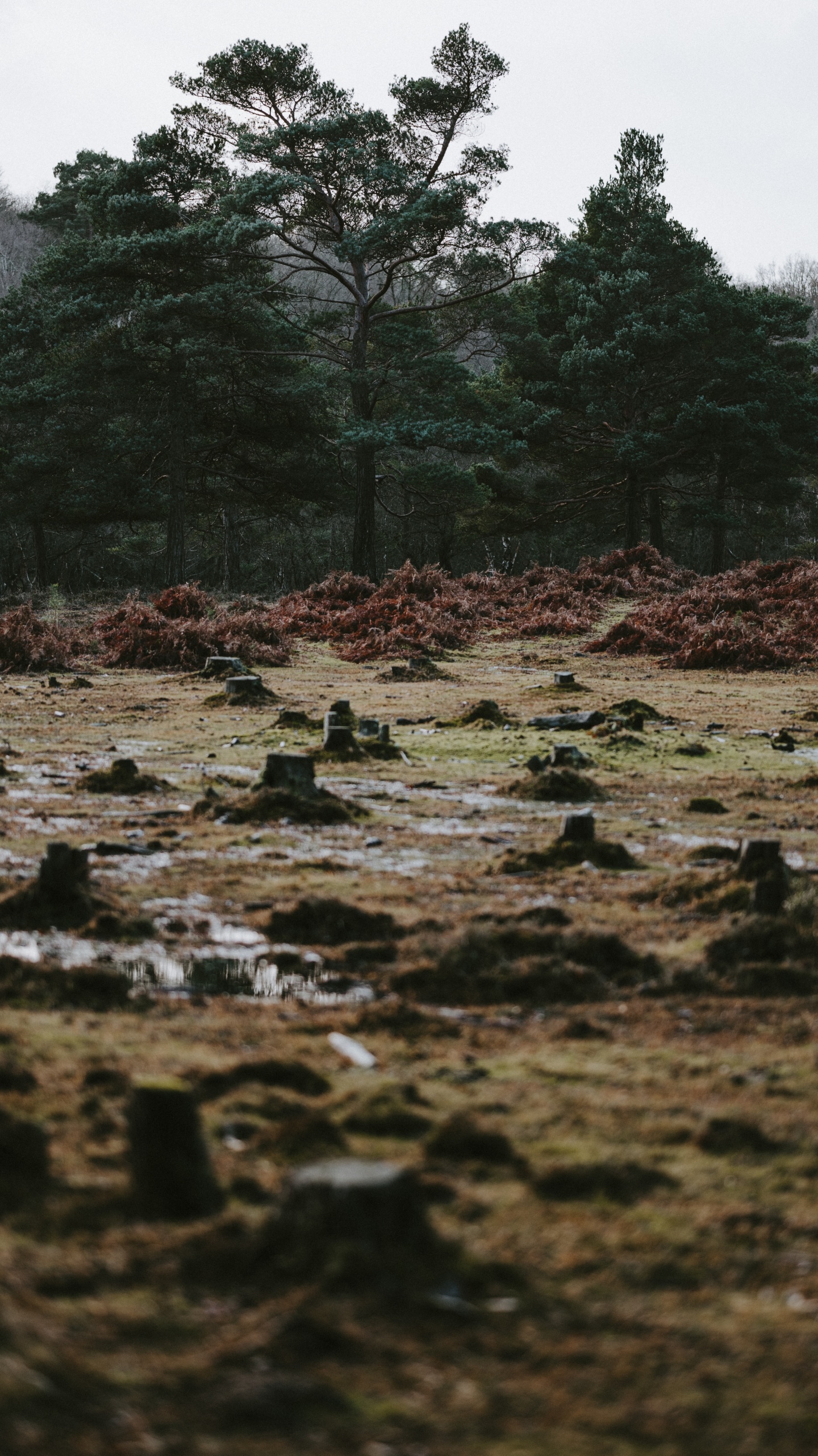 Обои дерево, природа, вода, растительность, природный ландшафт в разрешении 1440x2560