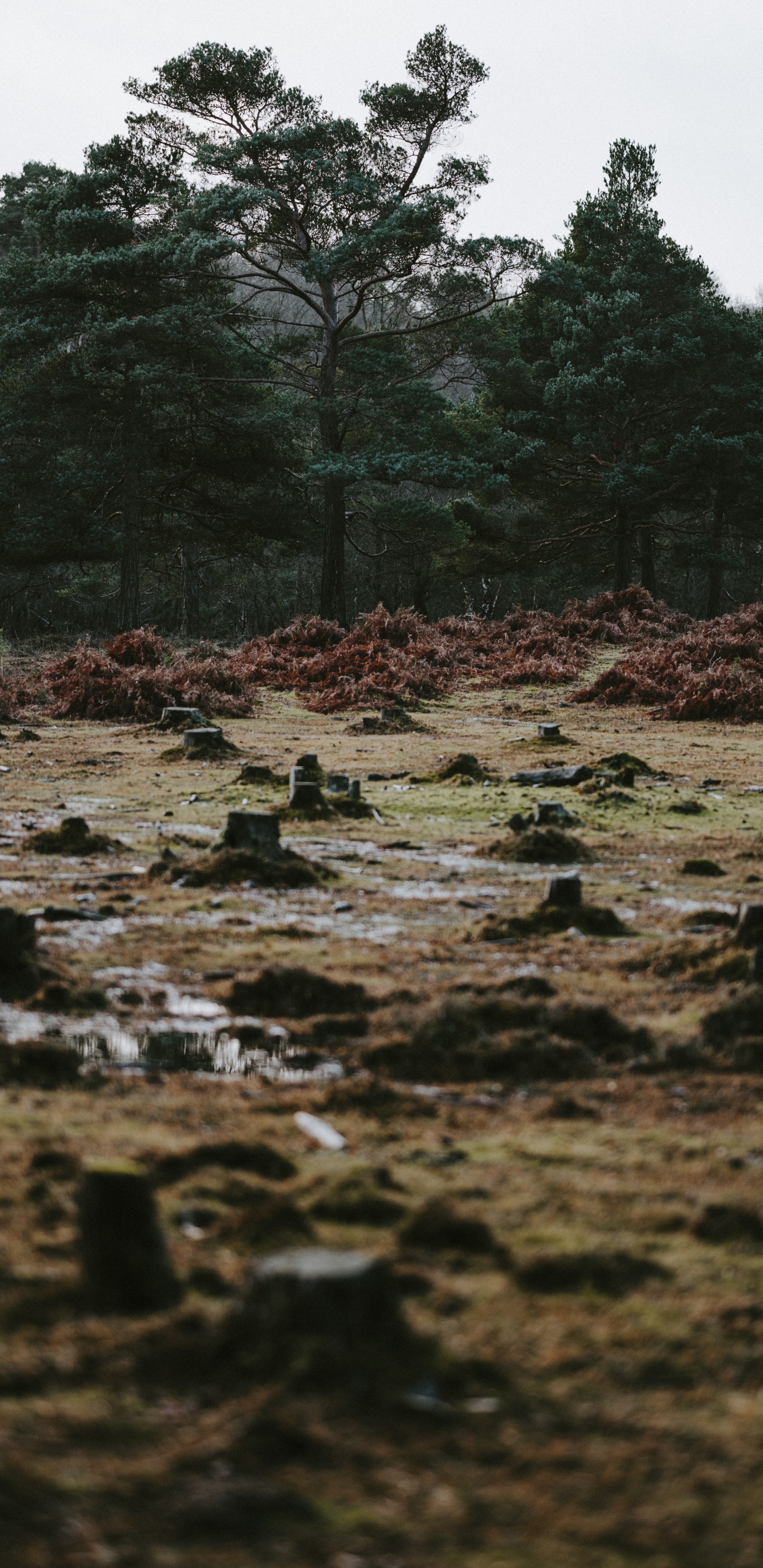 Обои дерево, природа, вода, растительность, природный ландшафт в разрешении 1440x2960