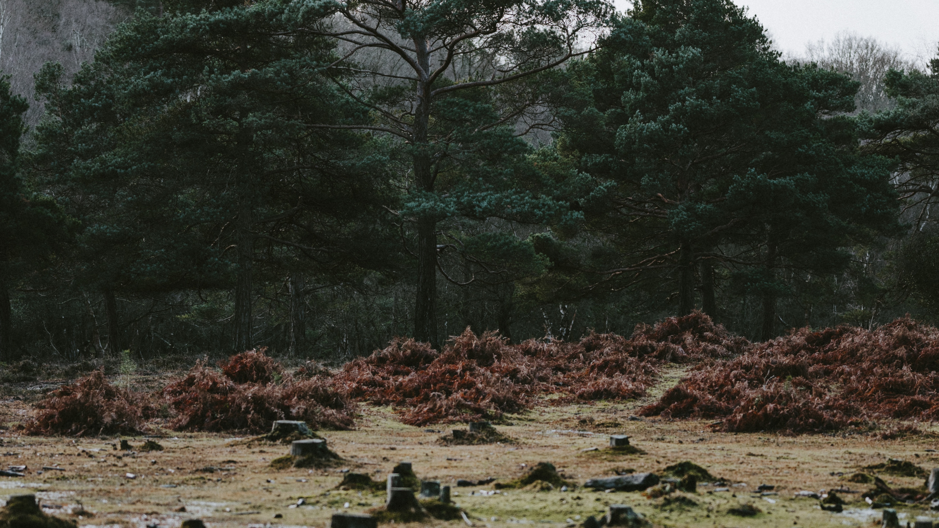 Обои дерево, природа, вода, растительность, природный ландшафт в разрешении 1920x1080