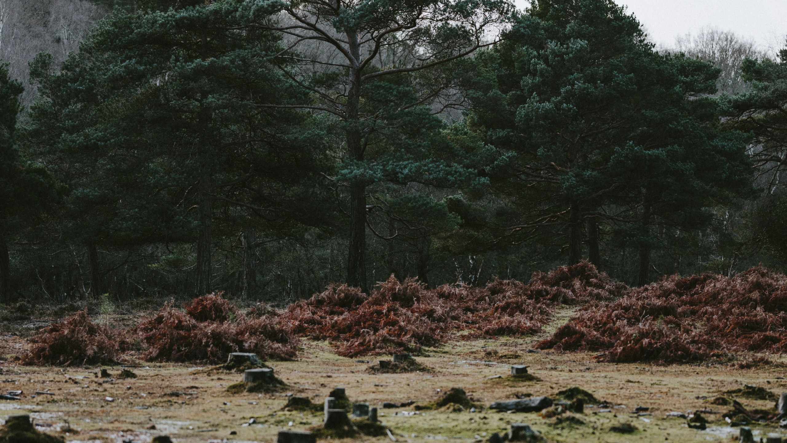 Обои дерево, природа, вода, растительность, природный ландшафт в разрешении 2560x1440