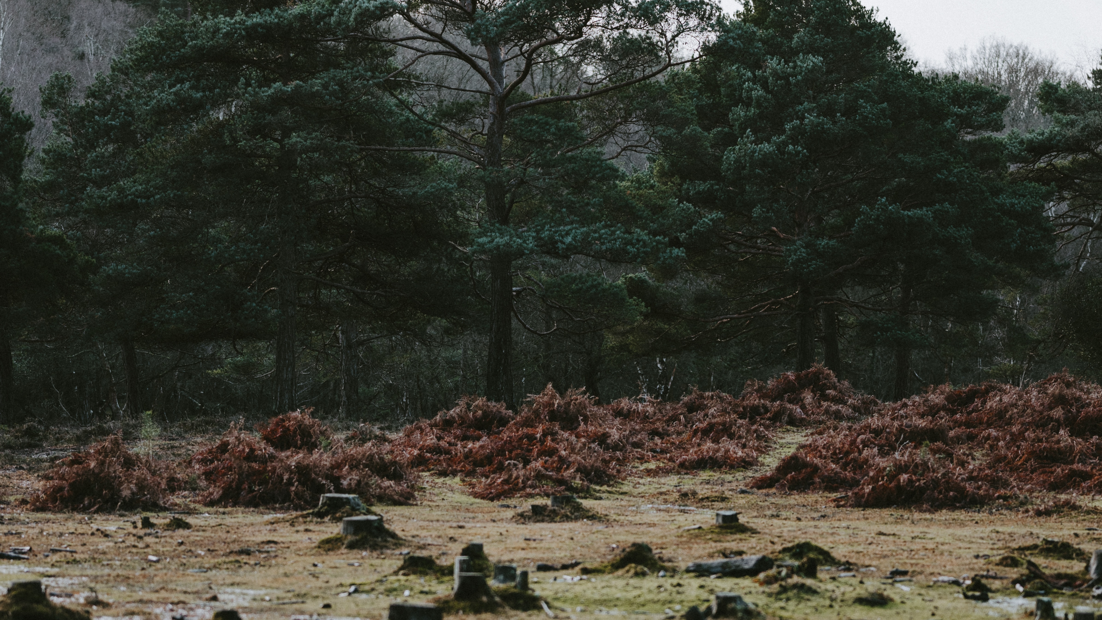 Обои дерево, природа, вода, растительность, природный ландшафт в разрешении 3840x2160