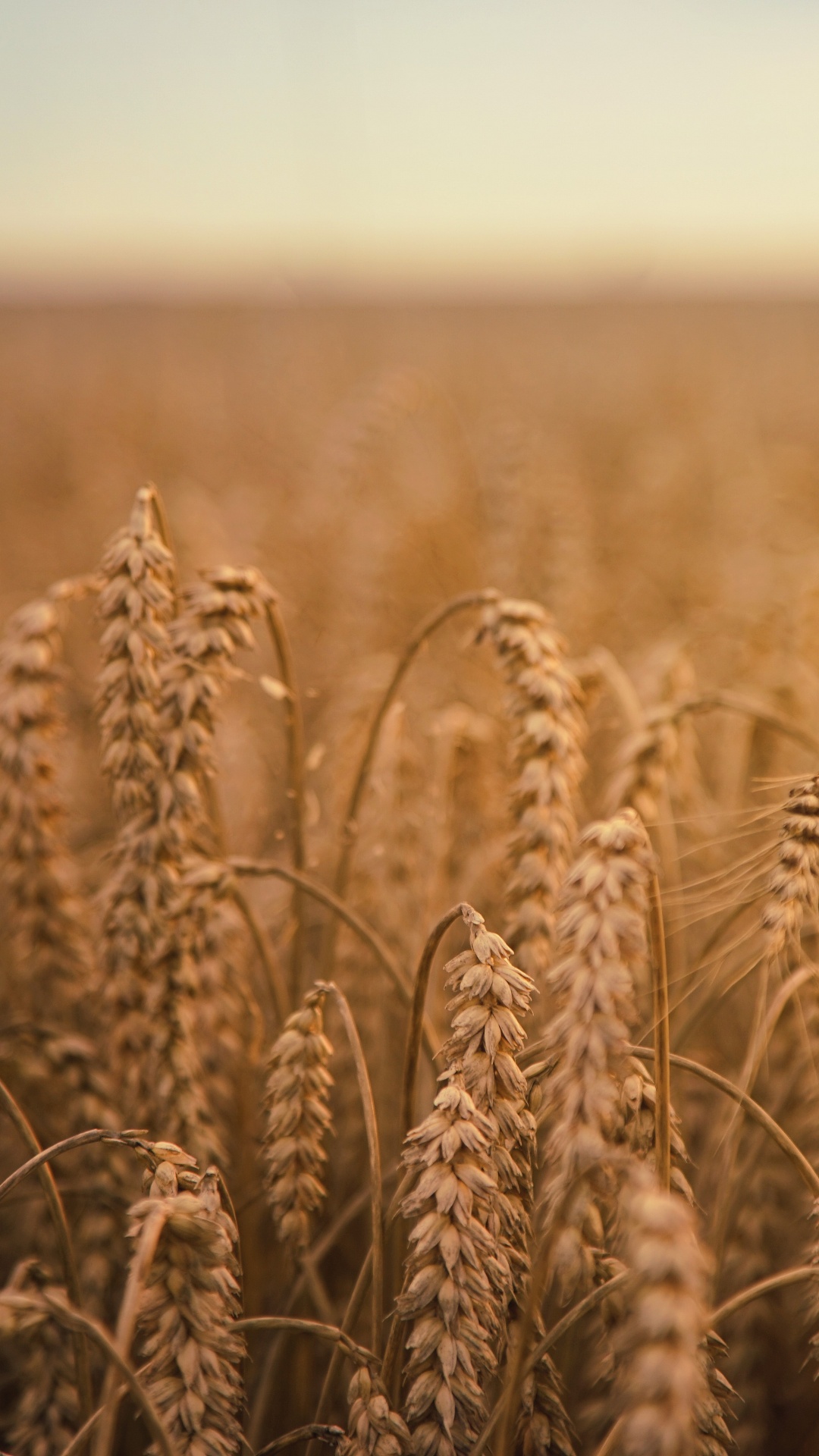 Обои пшеница, хлебный злак, зерно, поле, урожай в разрешении 1080x1920