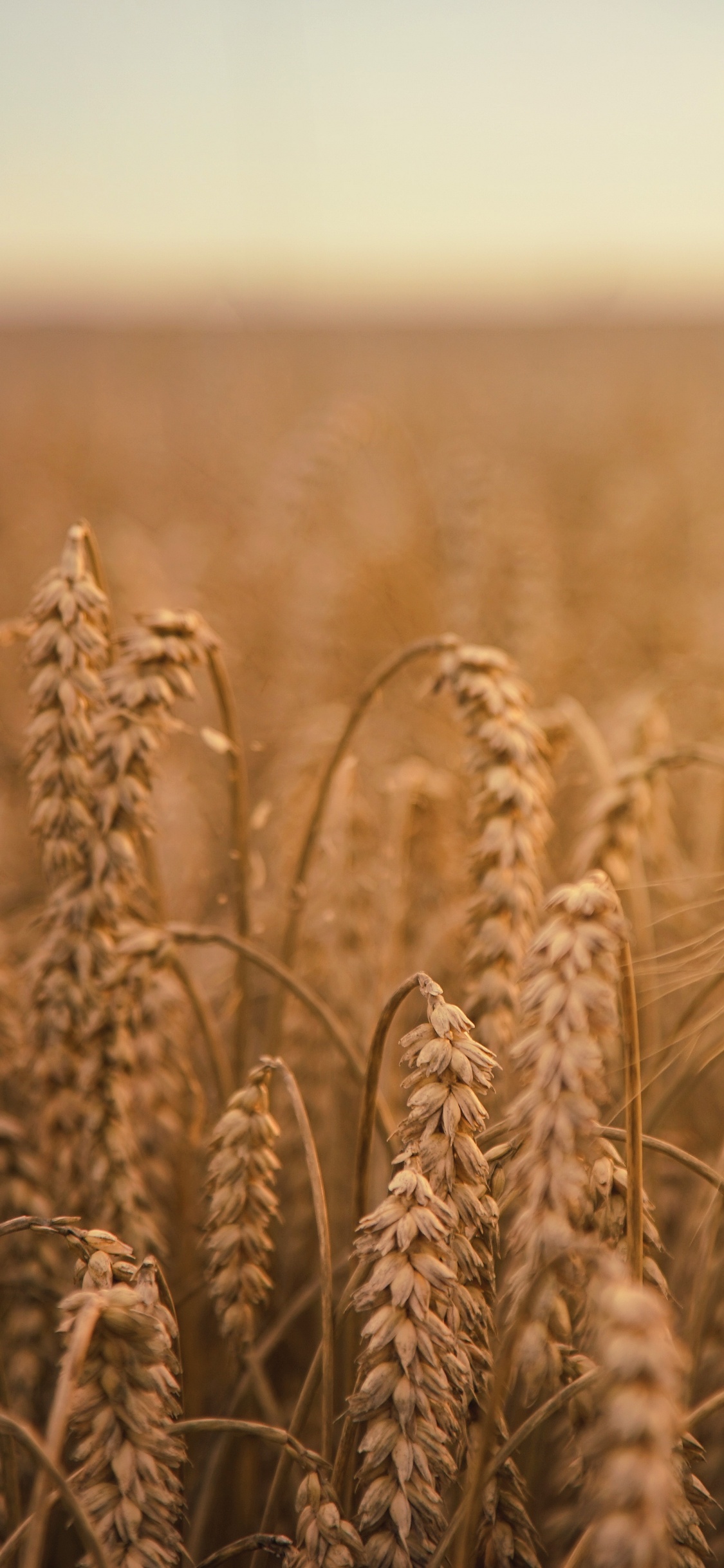 Обои пшеница, хлебный злак, зерно, поле, урожай в разрешении 1125x2436
