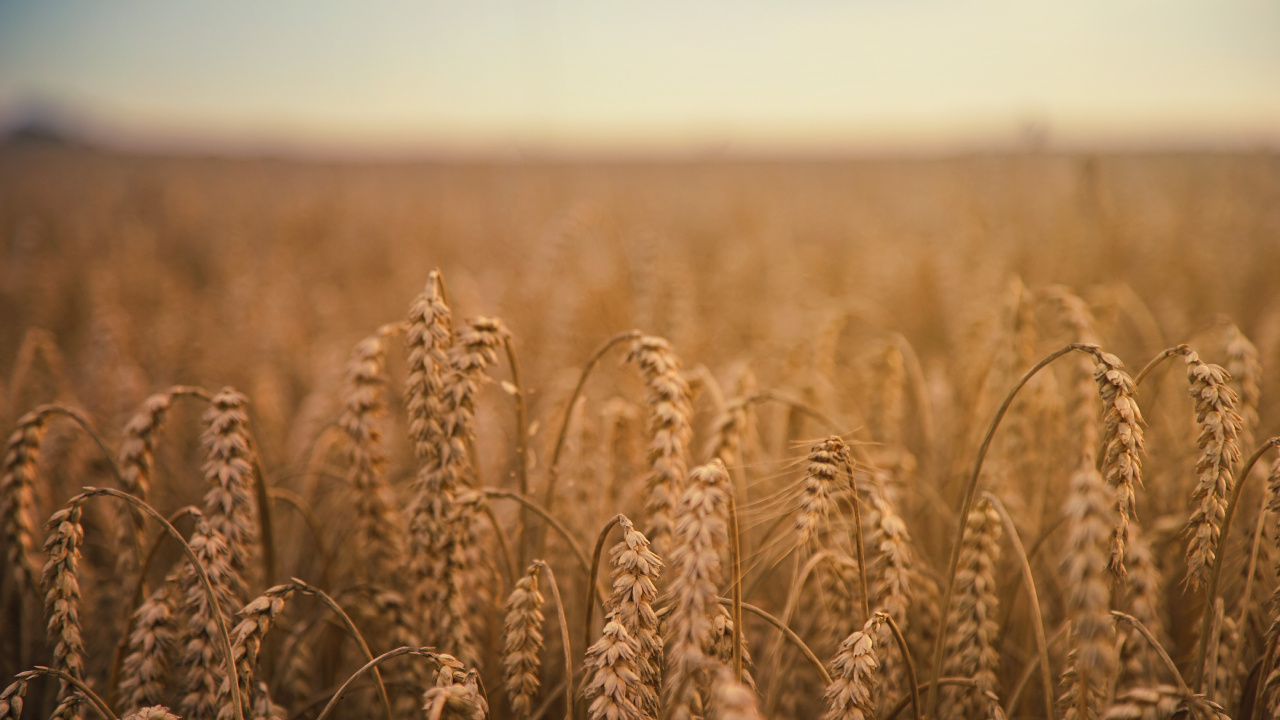 Обои пшеница, хлебный злак, зерно, поле, урожай в разрешении 1280x720