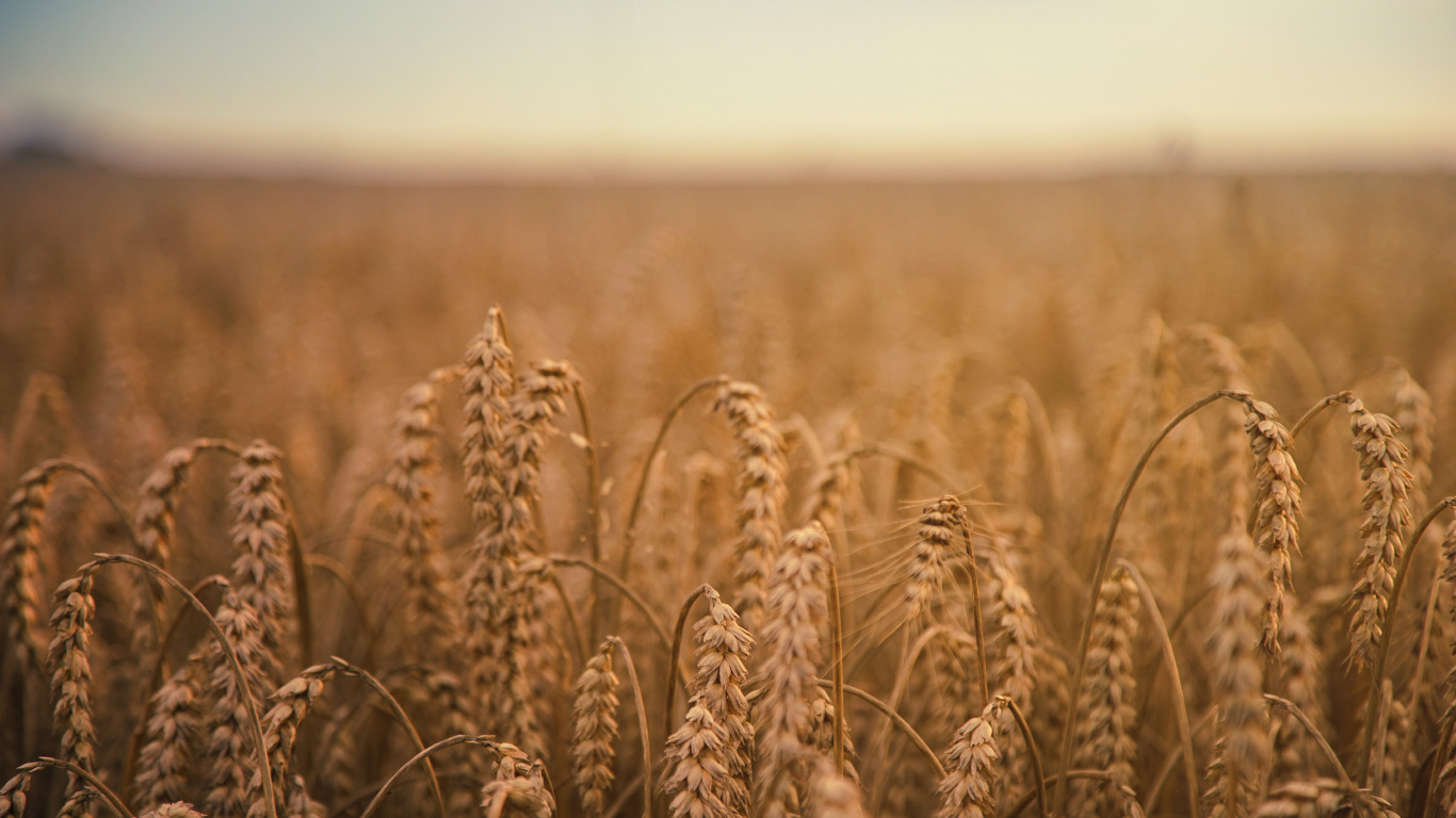 Обои пшеница, хлебный злак, зерно, поле, урожай в разрешении 1366x768