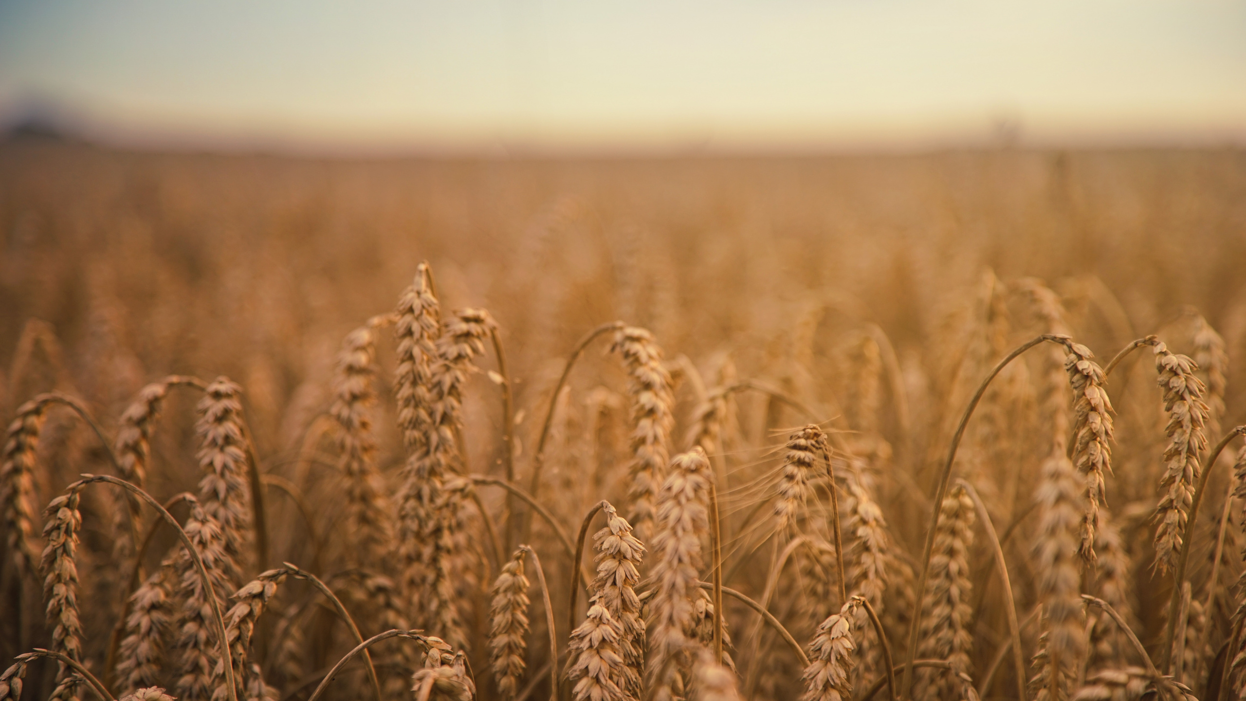 Обои пшеница, хлебный злак, зерно, поле, урожай в разрешении 2560x1440