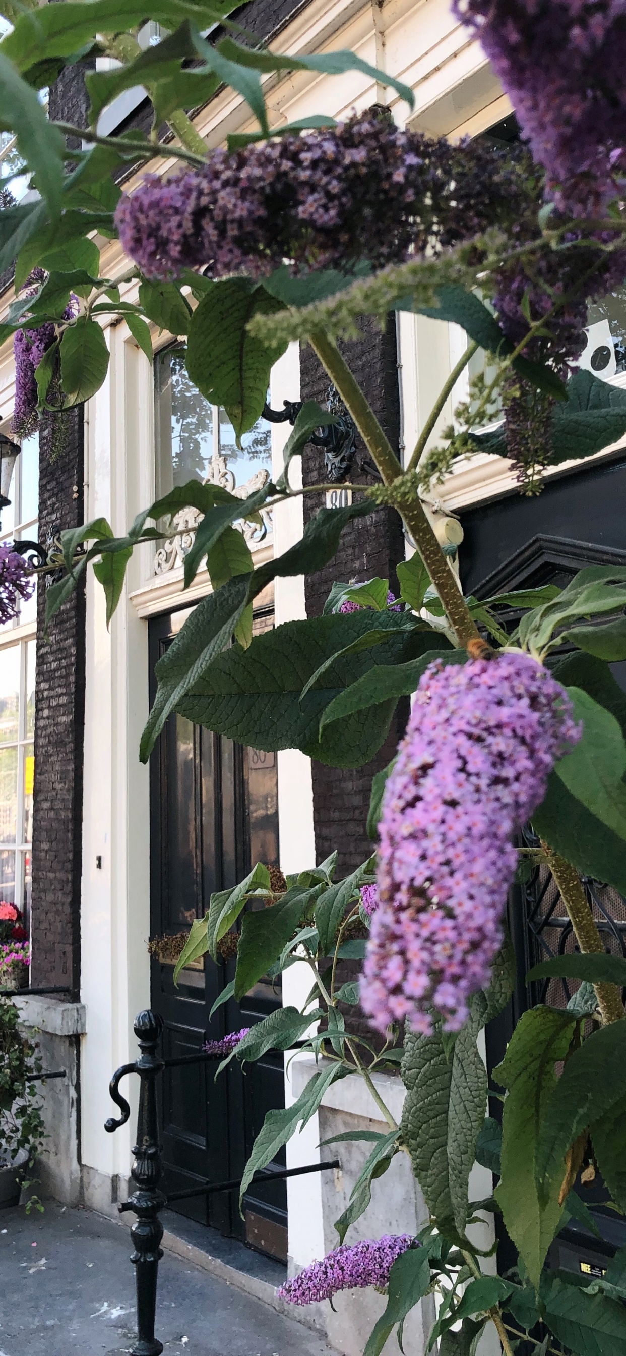 Обои цветок, цветковое растение, физика, наука, пурпур в разрешении 1242x2688