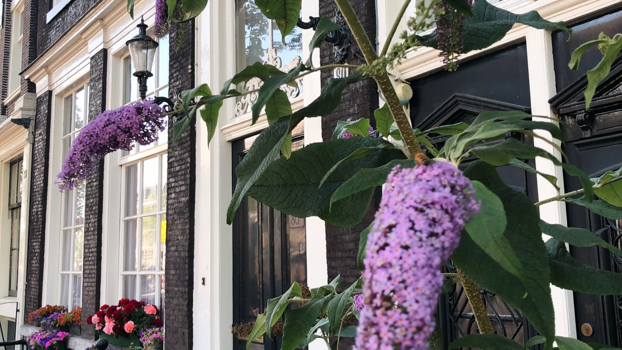 Обои цветок, цветковое растение, физика, наука, пурпур в разрешении 1280x720