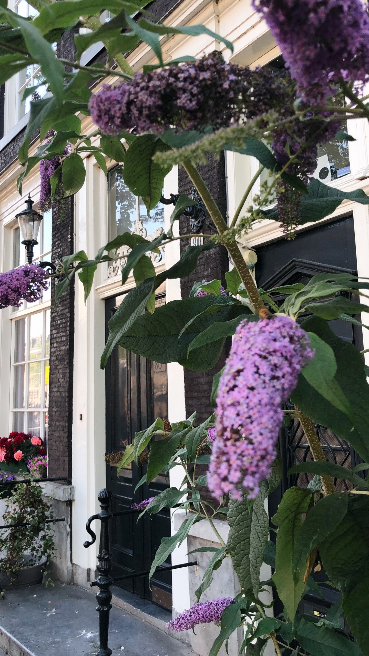 Обои цветок, цветковое растение, физика, наука, пурпур в разрешении 1440x2560