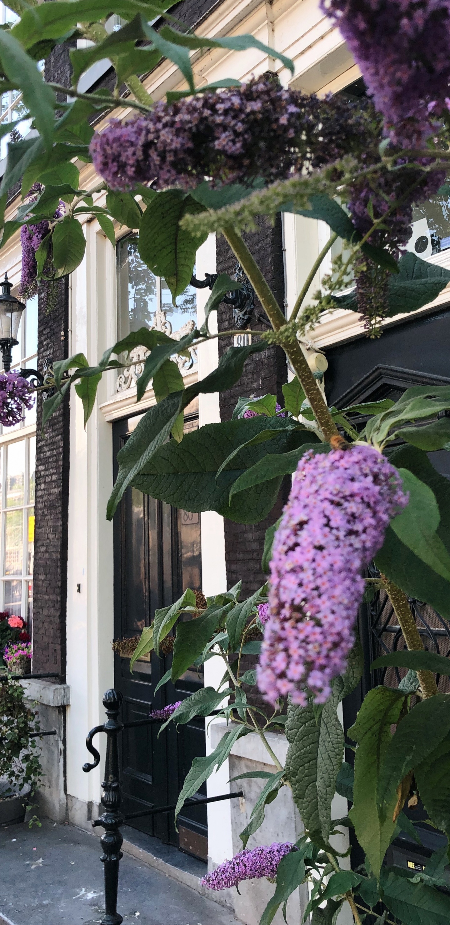 Обои цветок, цветковое растение, физика, наука, пурпур в разрешении 1440x2960