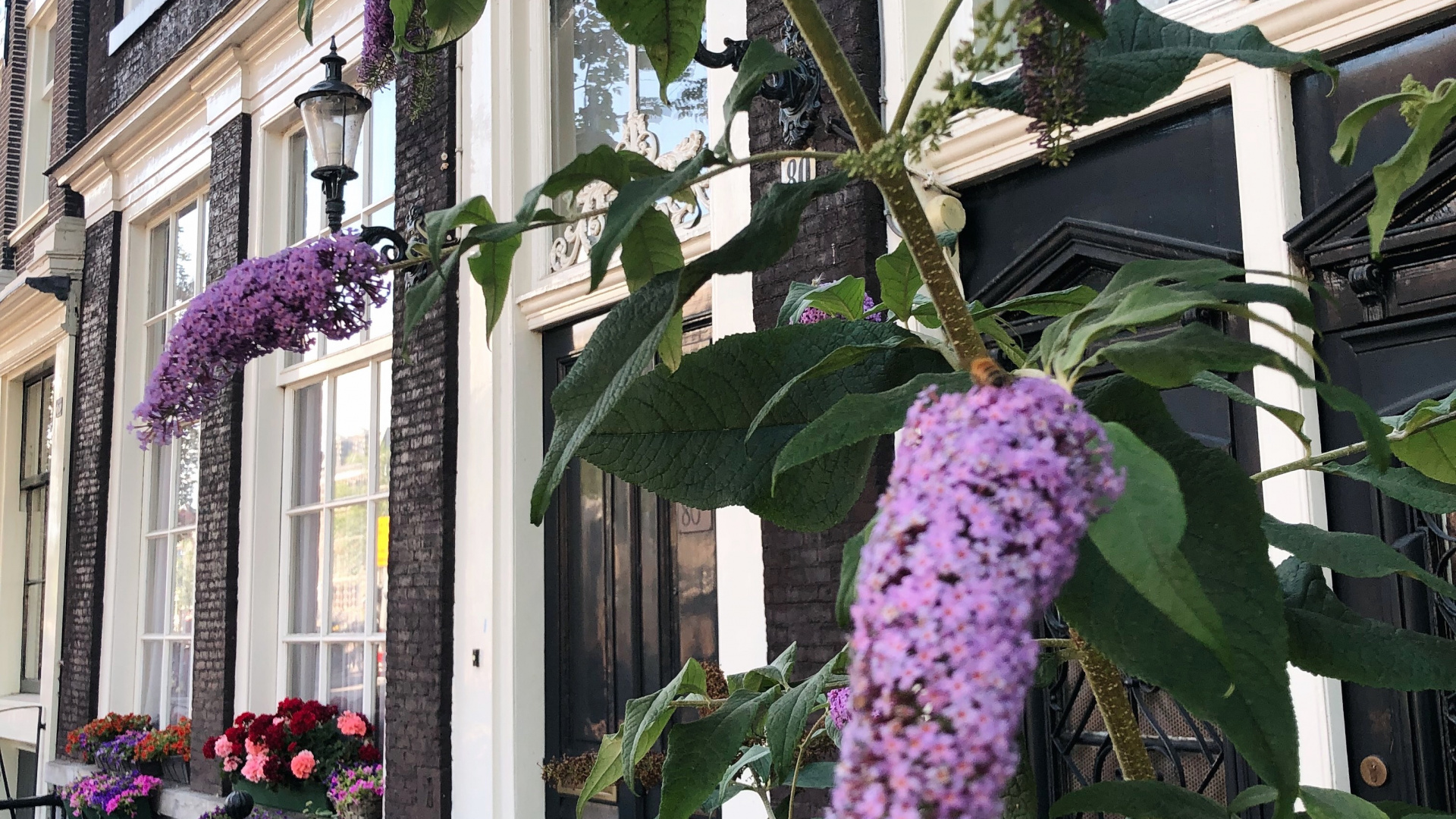 Обои цветок, цветковое растение, физика, наука, пурпур в разрешении 1920x1080