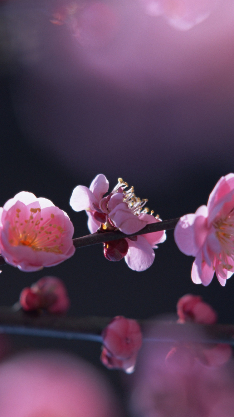 Обои цветок, весна, расцвет, розовый, цветение вишни в разрешении 750x1334