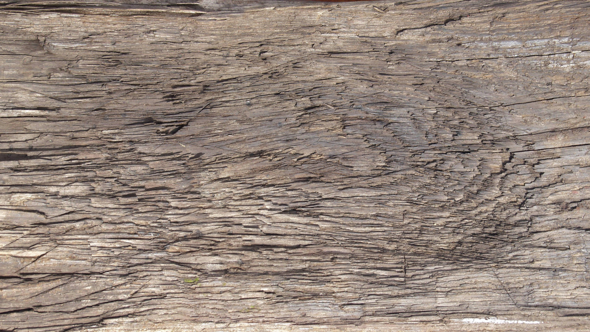 Обои дерево, древесина, геология, рок, коренная порода в разрешении 1920x1080