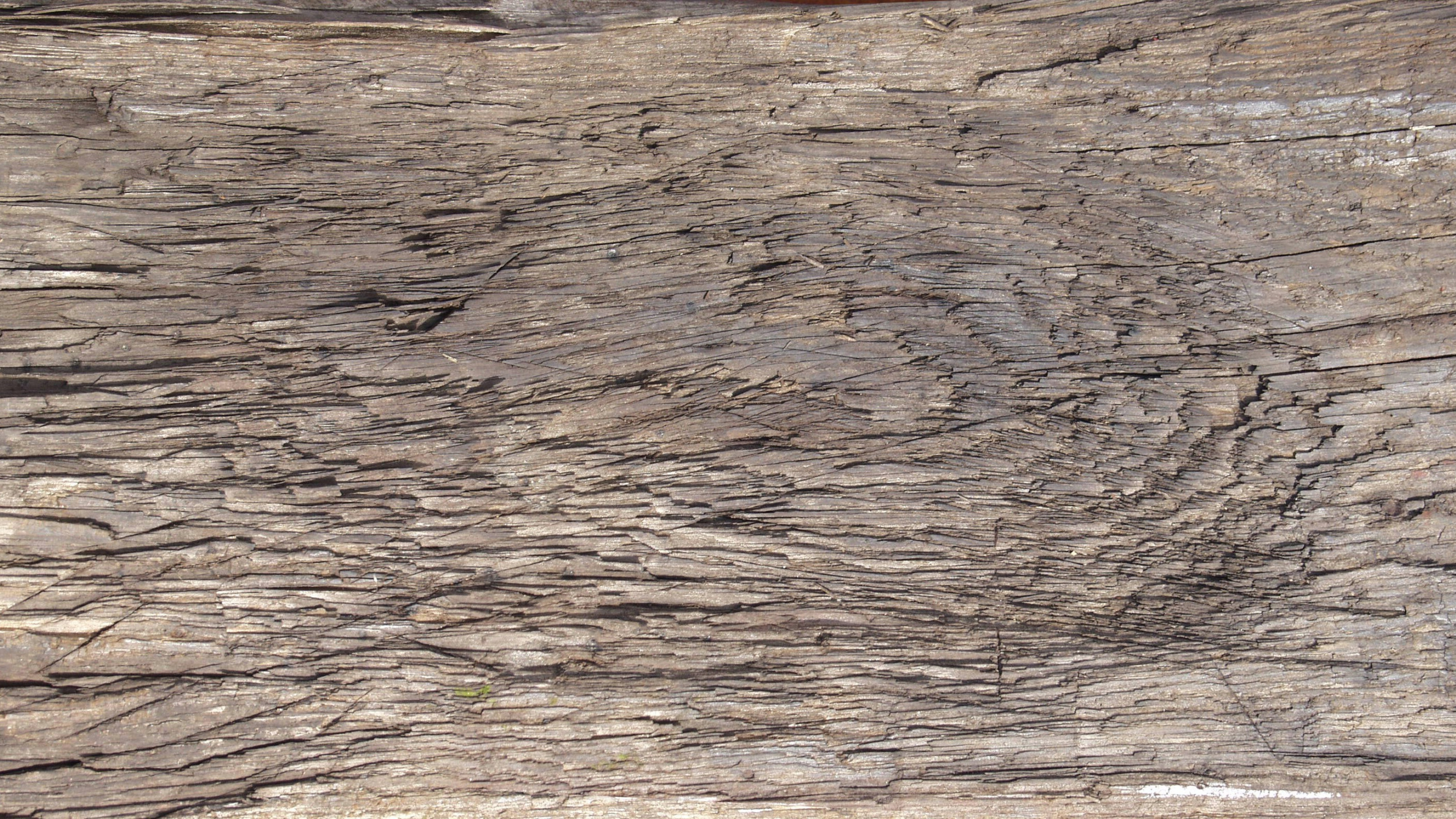 Обои дерево, древесина, геология, рок, коренная порода в разрешении 2560x1440