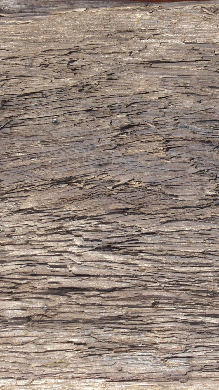 Обои дерево, древесина, геология, рок, коренная порода в разрешении 750x1334