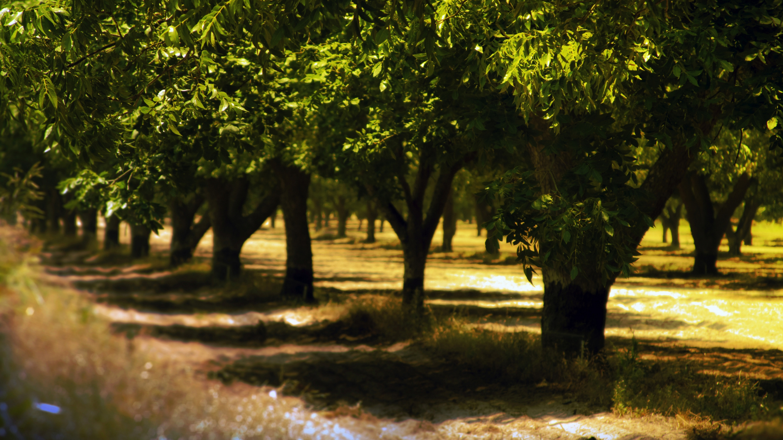 Обои дерево, природа, солнечный свет, вода, листья в разрешении 2560x1440