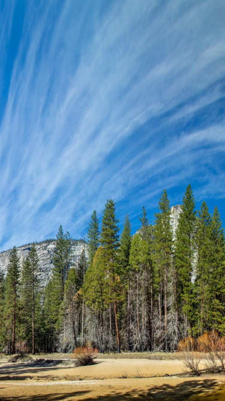 Обои йосемитский национальный парк, национальный парк, природа, дерево, дикая местность в разрешении 750x1334