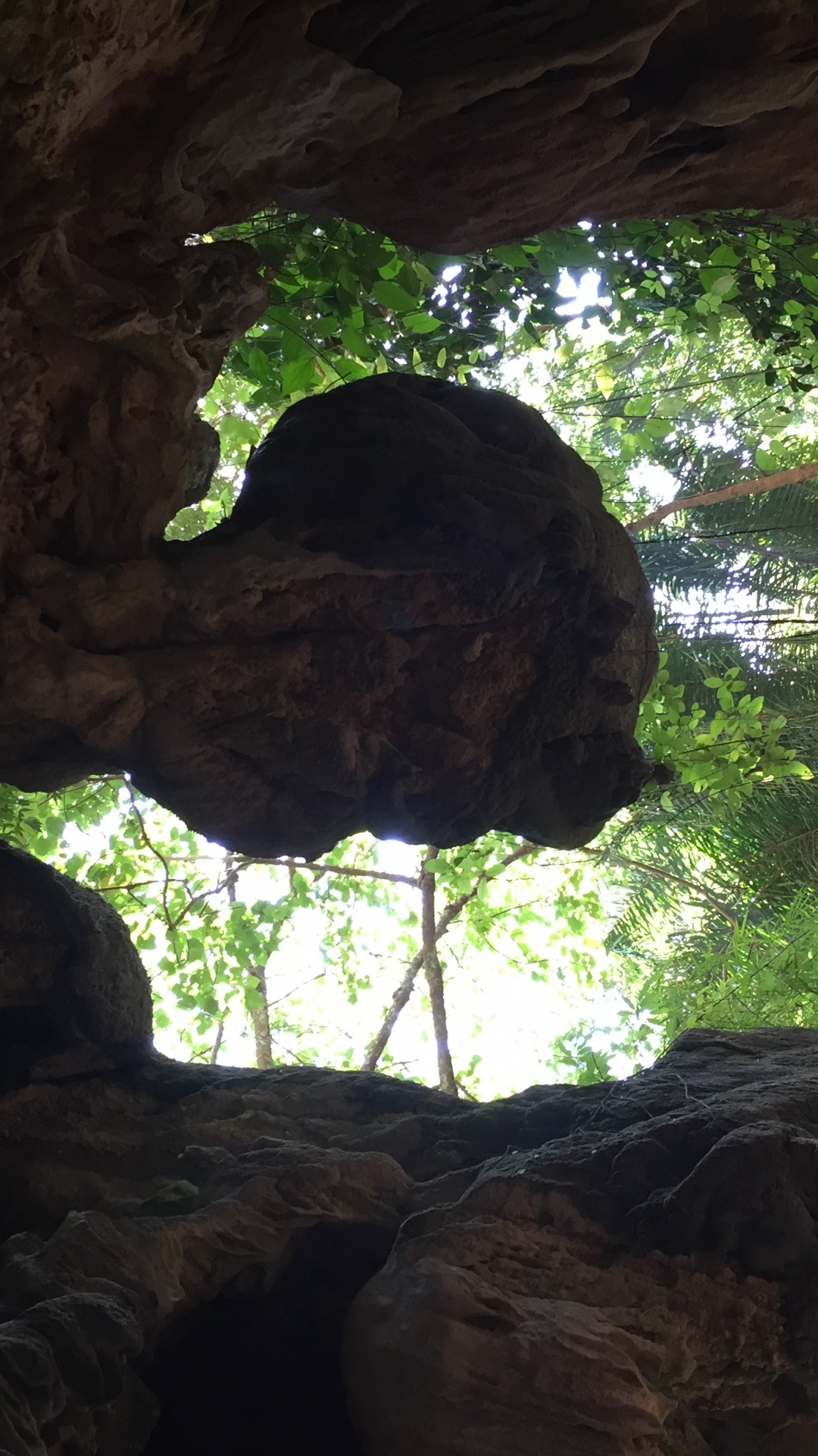 Обои дерево, старовозрастные леса, биология, наука, полутона и оттенки в разрешении 1080x1920