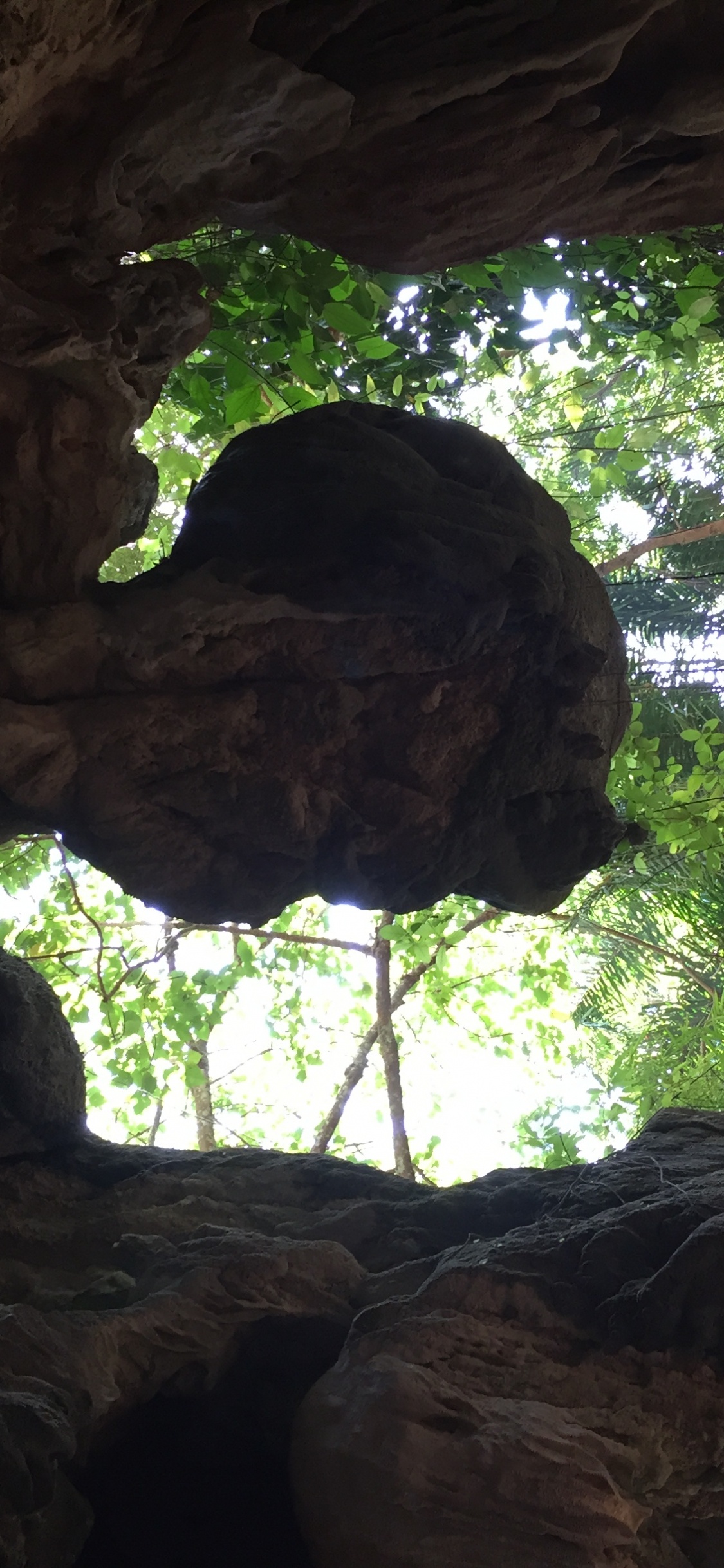 Обои дерево, старовозрастные леса, биология, наука, полутона и оттенки в разрешении 1125x2436