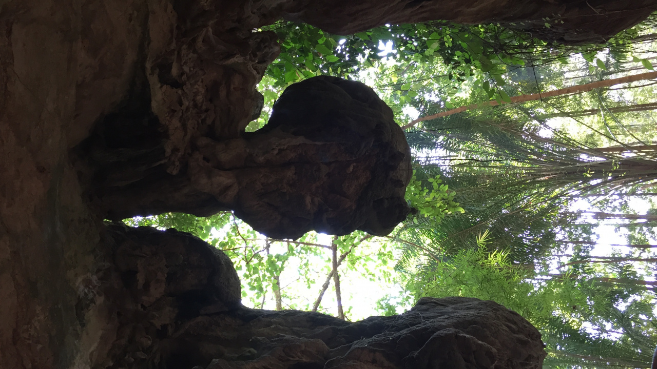 Обои дерево, старовозрастные леса, биология, наука, полутона и оттенки в разрешении 1280x720