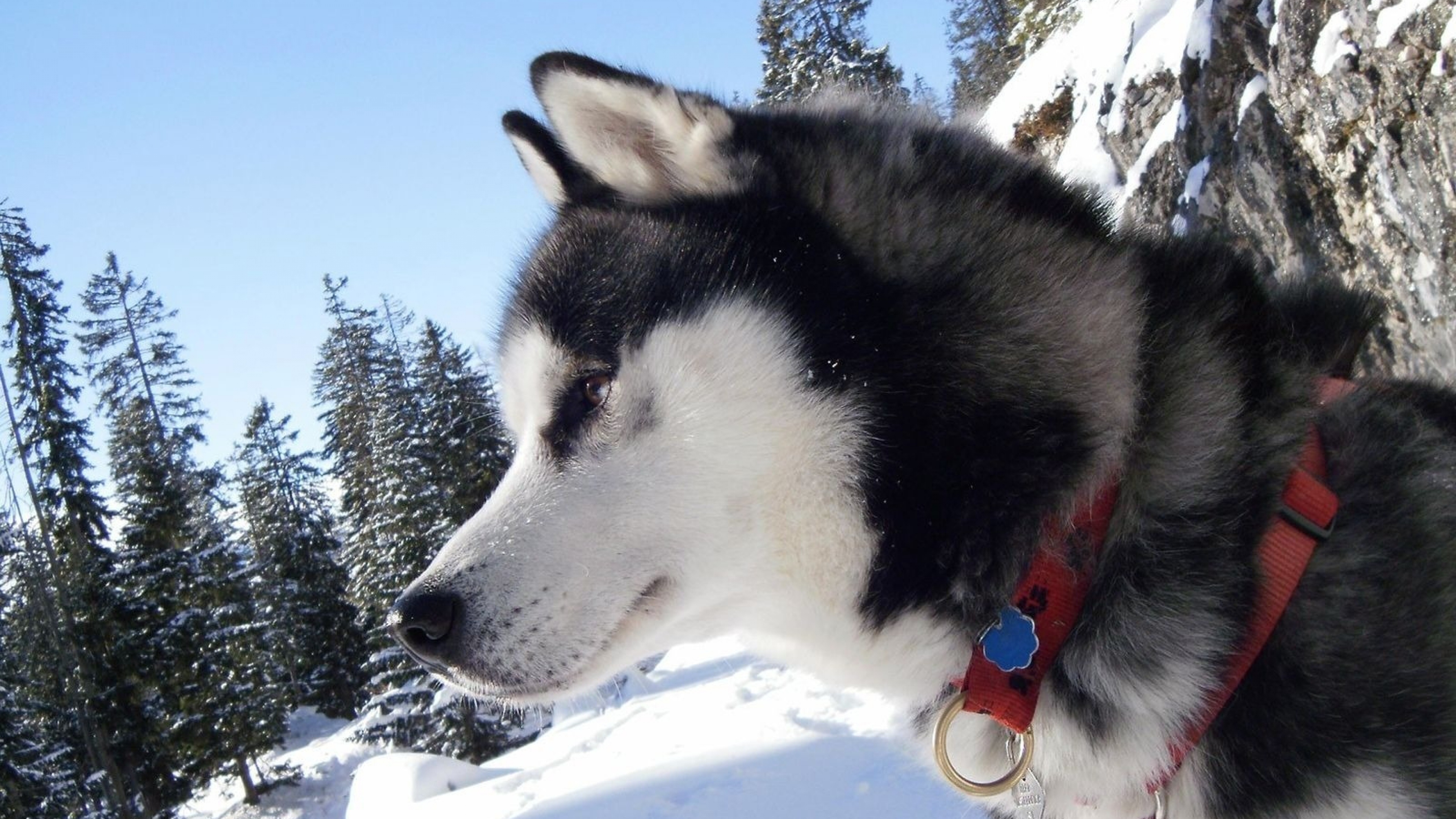 Обои Себирская Хаски, аляскинский маламут, хаски, пес, Сахалинская хаски в разрешении 3840x2160
