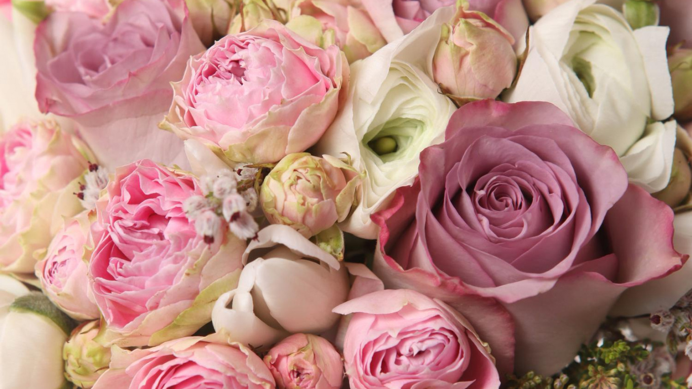 Обои цветок, розовый, цветочный букет, Роза, сад роз в разрешении 1366x768