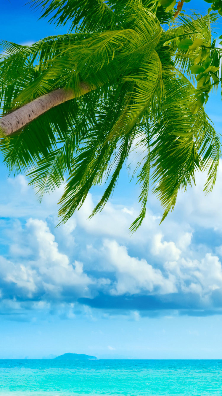 Обои природа, дневное время, тропическая зона, дерево, растительность в разрешении 750x1334