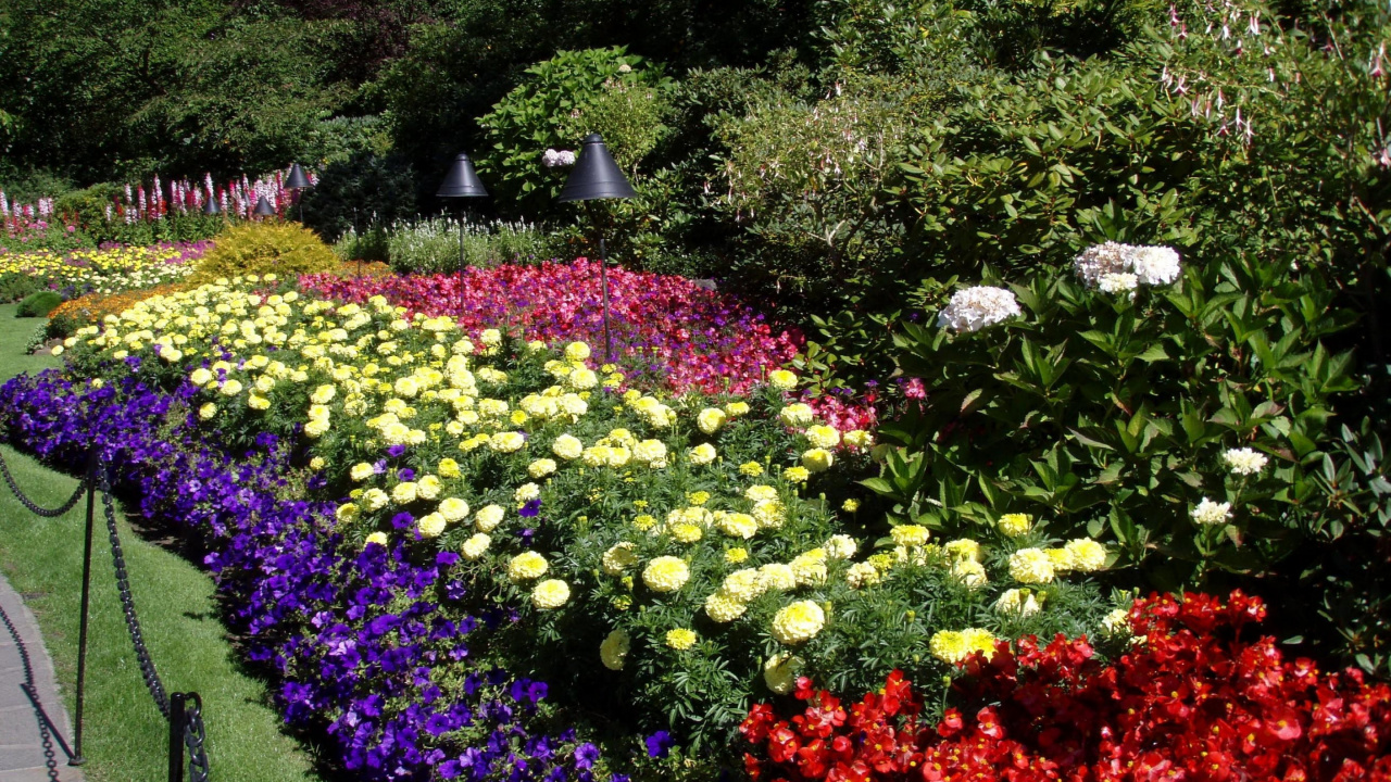 Обои цветковое растение, растение, почвопокровная, однолетнее растение, озеленение в разрешении 1280x720