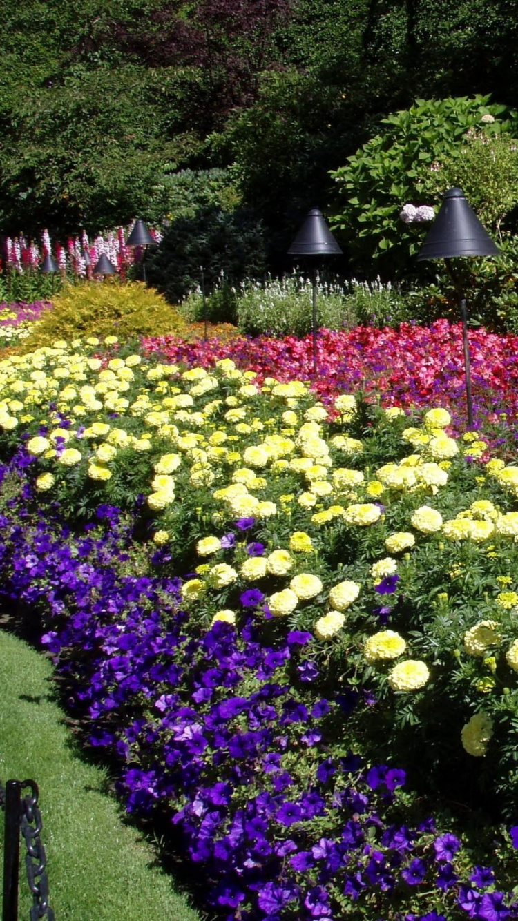 Обои цветковое растение, растение, почвопокровная, однолетнее растение, озеленение в разрешении 750x1334