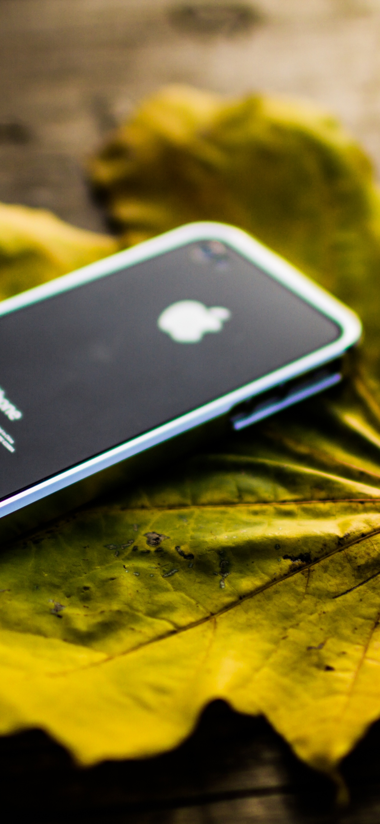 Обои смартфон, растение, apple, желтый, лист в разрешении 1242x2688