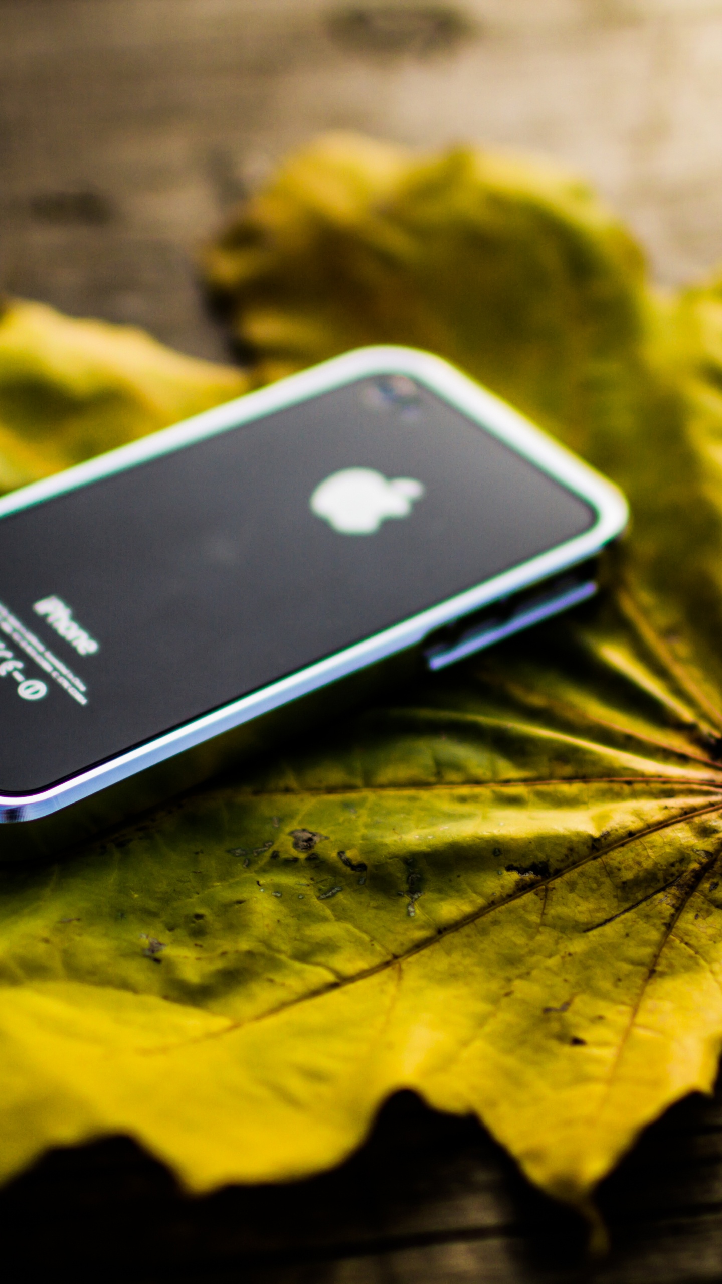 Обои смартфон, растение, apple, желтый, лист в разрешении 1440x2560