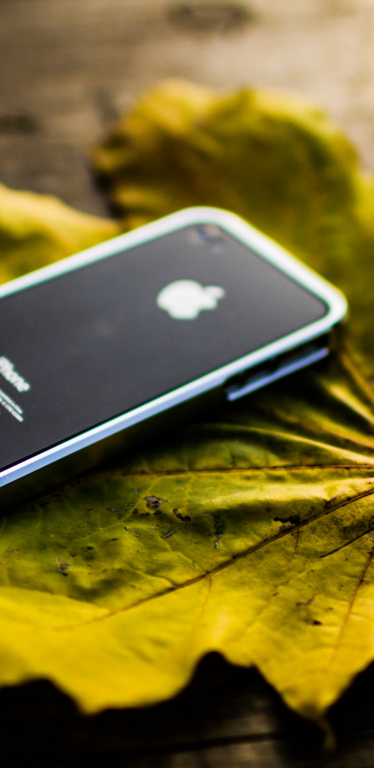 Обои смартфон, растение, apple, желтый, лист в разрешении 1440x2960