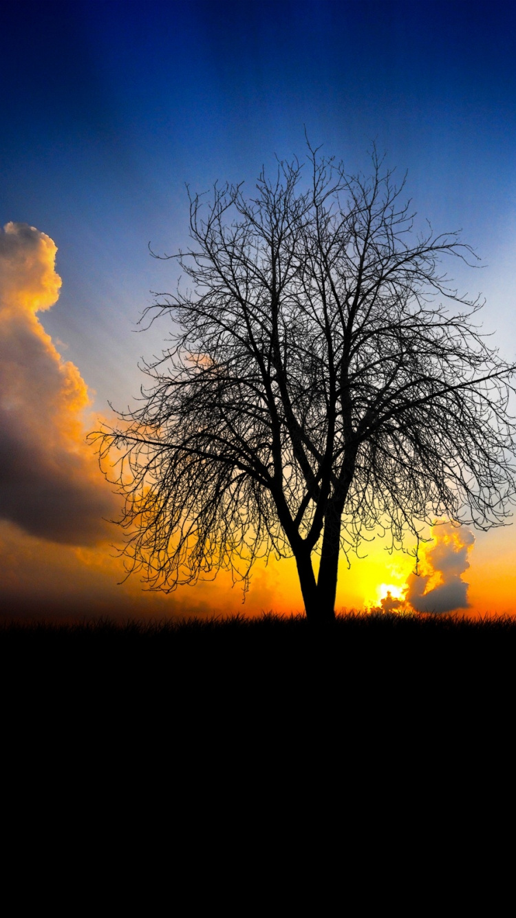 Обои утро, природа, дерево, горизонт, закат в разрешении 750x1334