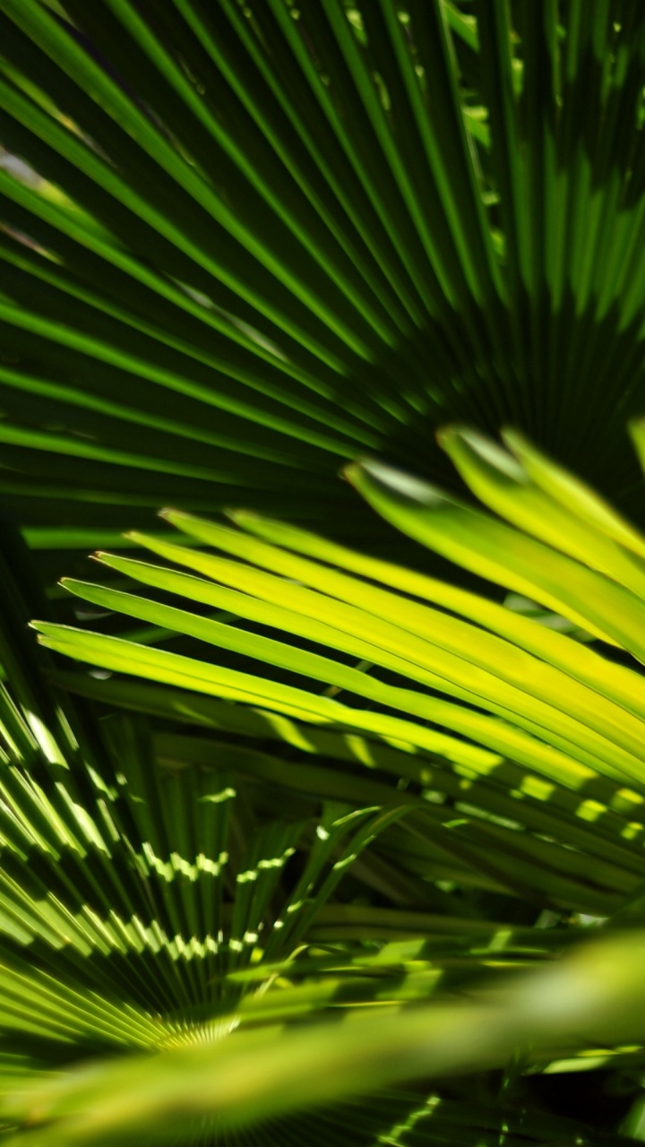 Обои зеленый, растительность, лист, природа, наземное растение в разрешении 720x1280