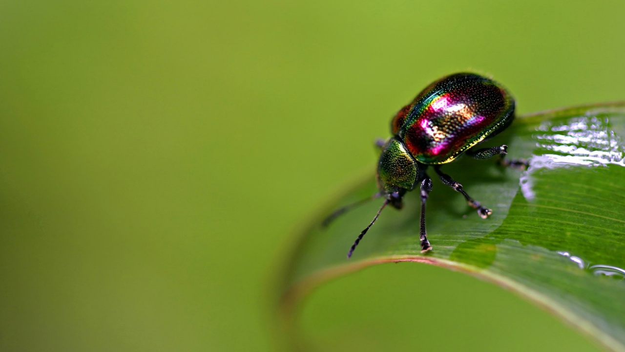 Обои насекомое, паразит, листоед, макросъемка, беспозвоночные в разрешении 1280x720