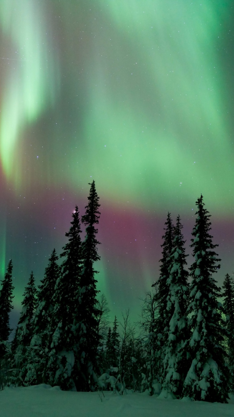 Обои Аврора, природа, дерево, зеленый, природный ландшафт в разрешении 750x1334