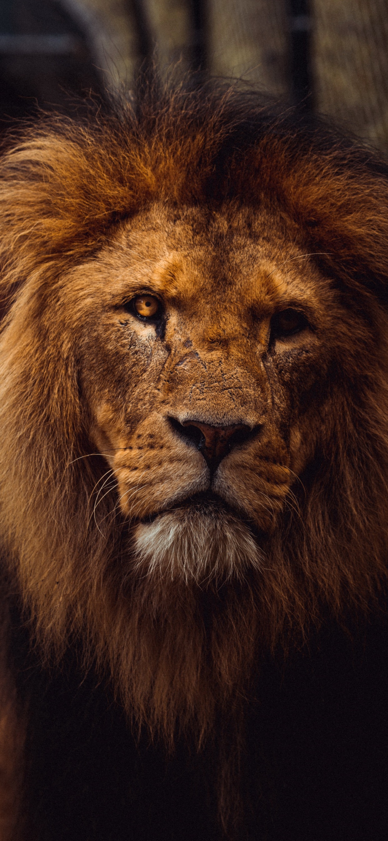 Обои львиная эстетика, Лев, тигр, кошачьих, масаи Лев в разрешении 1242x2688