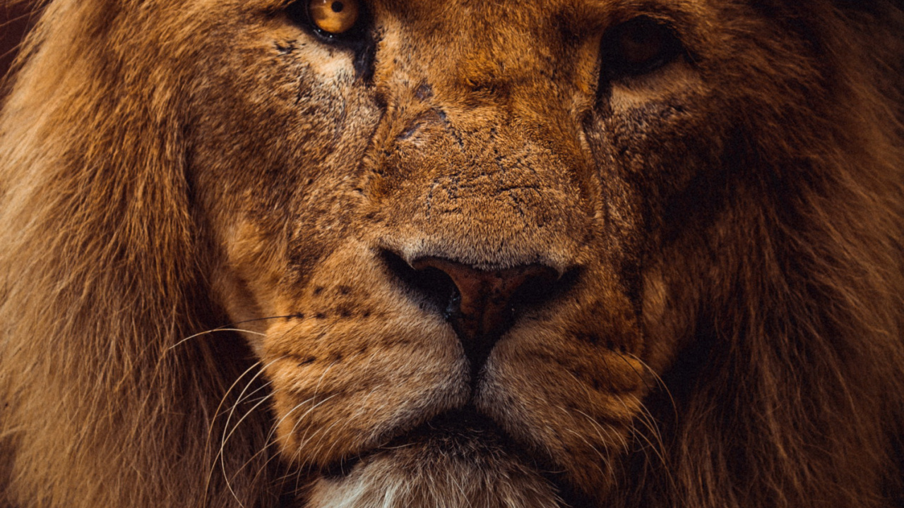 Обои львиная эстетика, Лев, тигр, кошачьих, масаи Лев в разрешении 1280x720