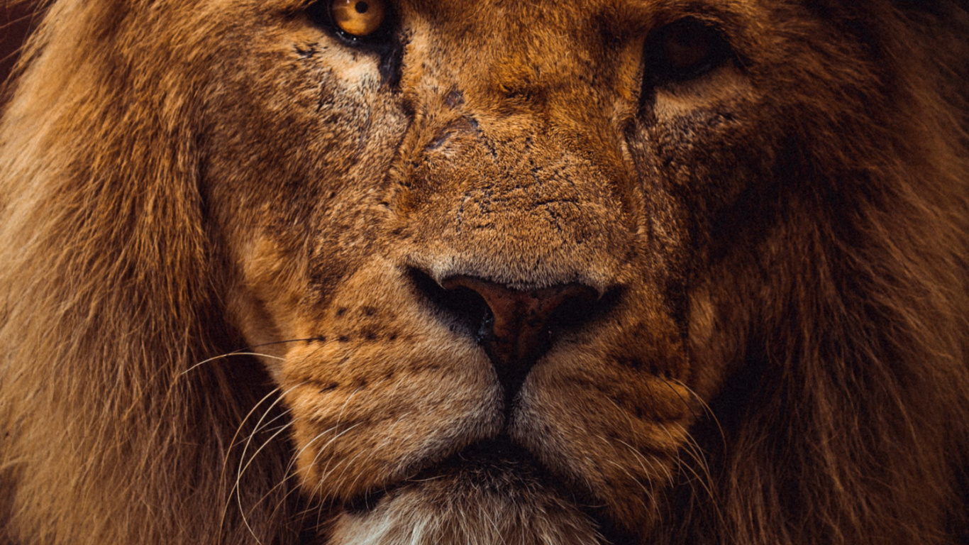 Обои львиная эстетика, Лев, тигр, кошачьих, масаи Лев в разрешении 1366x768
