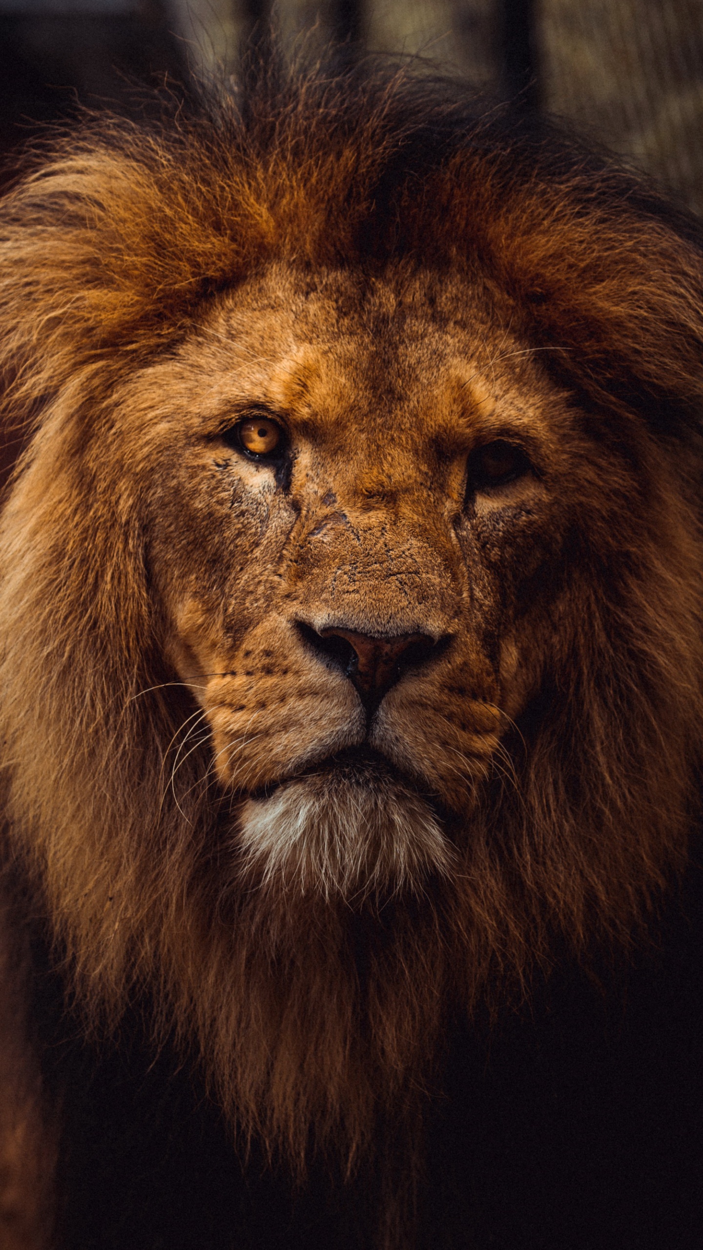 Обои львиная эстетика, Лев, тигр, кошачьих, масаи Лев в разрешении 1440x2560