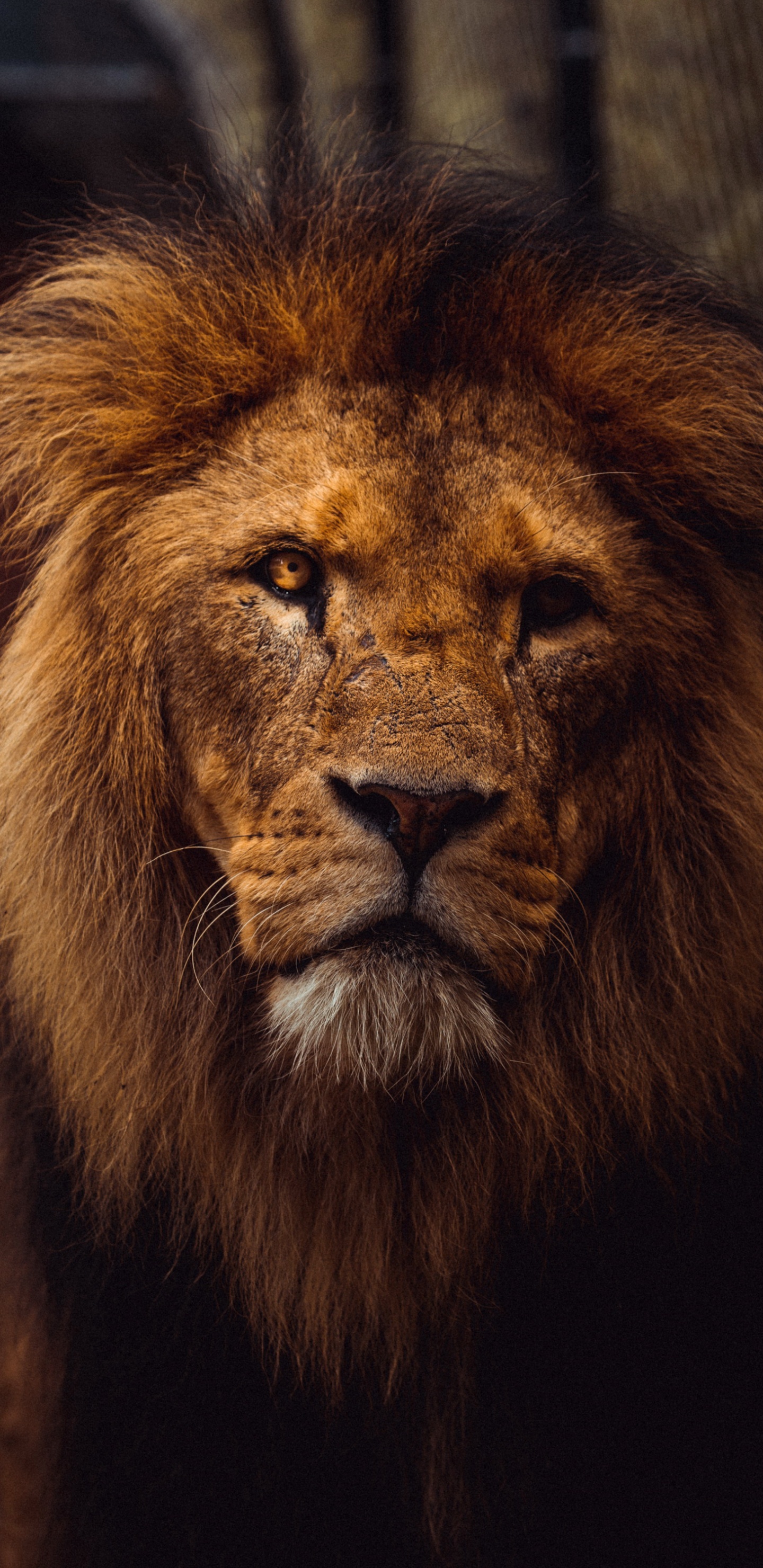 Обои львиная эстетика, Лев, тигр, кошачьих, масаи Лев в разрешении 1440x2960