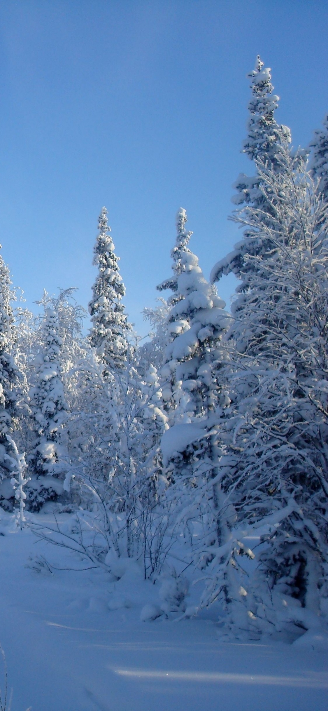 Обои ель, лес, дерево, снег, зима в разрешении 1125x2436