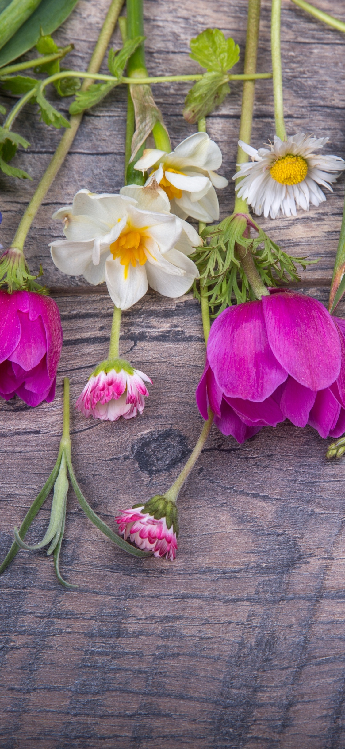 Обои Флора, цветочный дизайн, цветок, срезанные цветы, Фиолетовый в разрешении 1125x2436