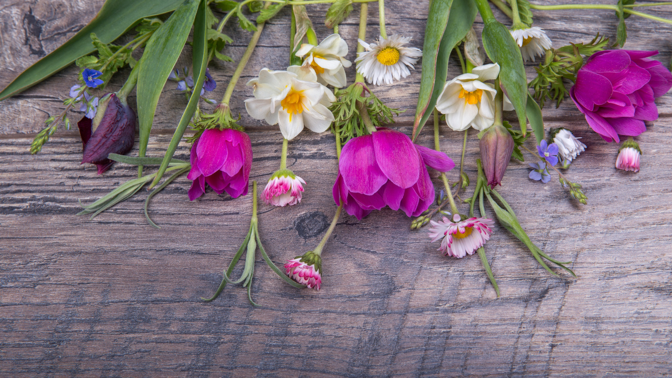 Обои Флора, цветочный дизайн, цветок, срезанные цветы, Фиолетовый в разрешении 1366x768